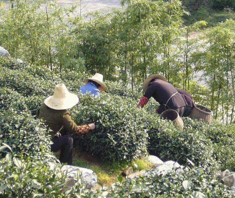 采茶.GIF